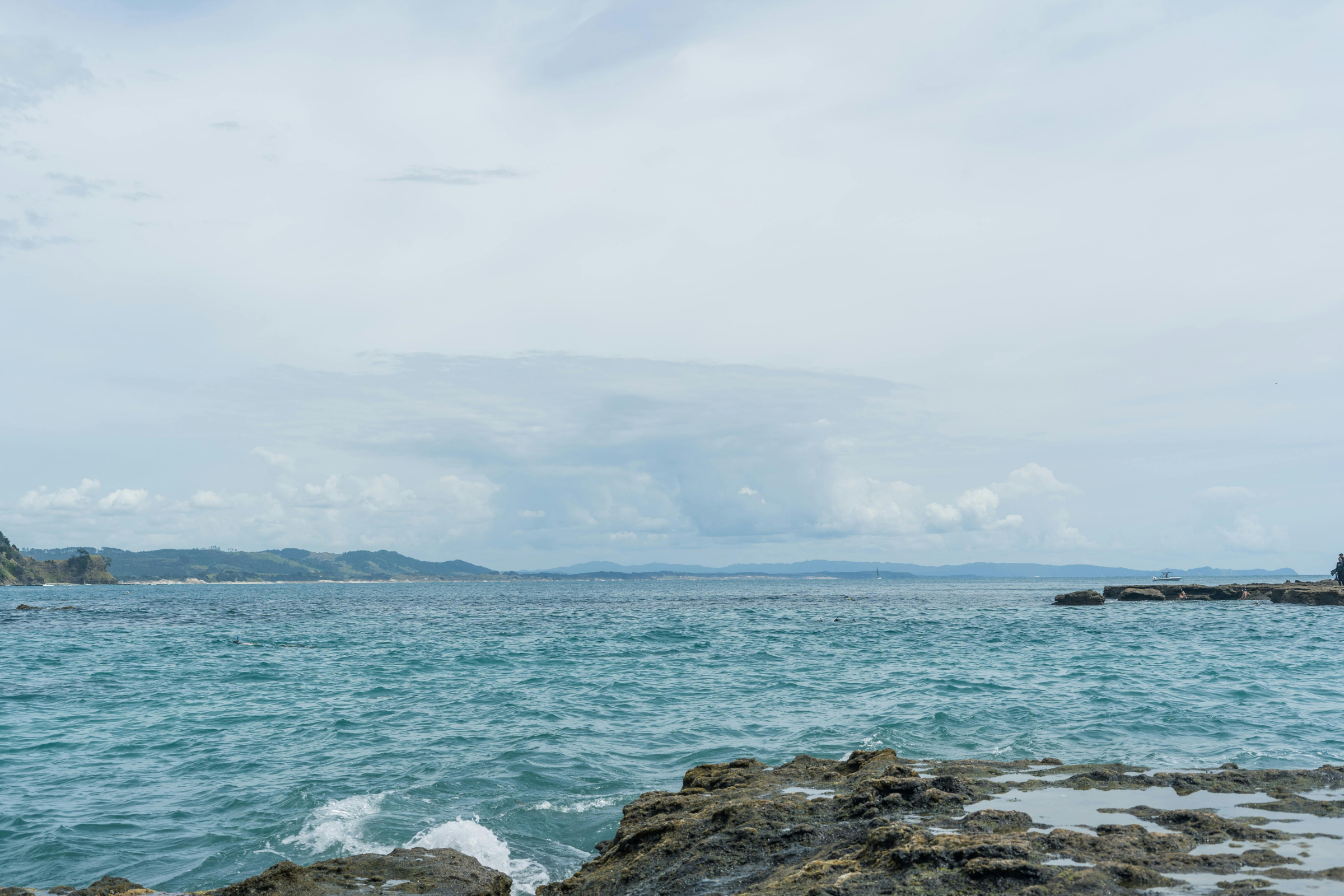 musgrave inlet, auckland islands (4).webp
